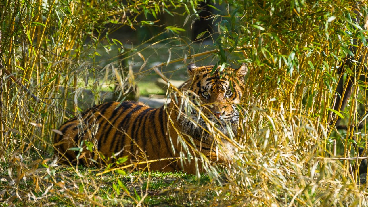 tiger hiding in tall grass